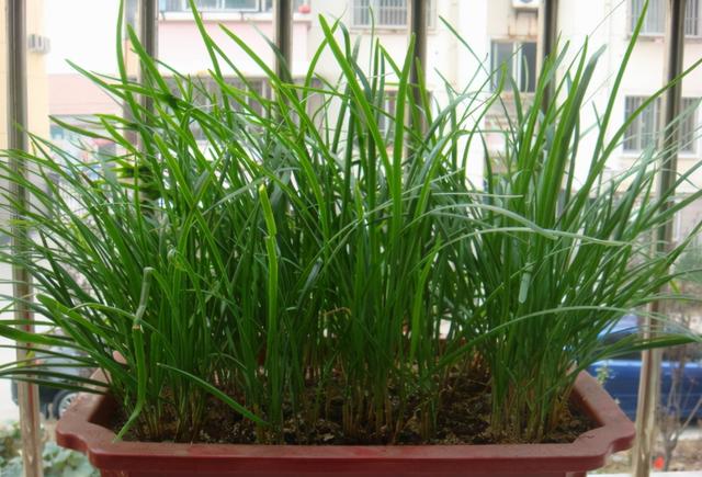 空心菜叶子能吃吗，空心菜的叶子不能吃（5种“青菜根”）