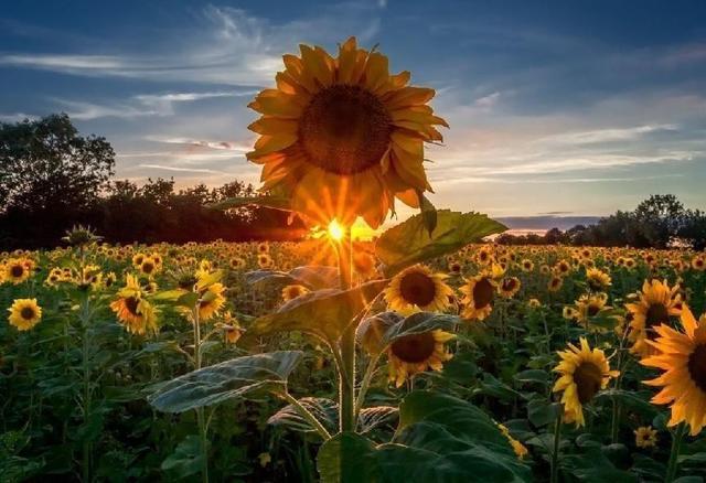 向日葵的花语和寓意，向日葵的花图片（当你明白了它的寓意后）