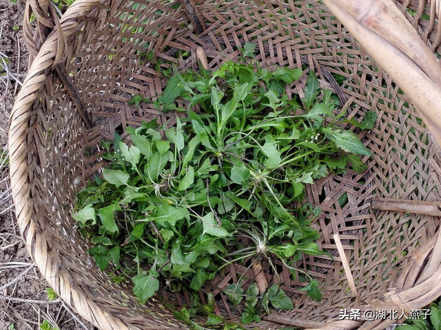 农村100种野菜图片，野菜的种类（常见的野菜图片与名字）