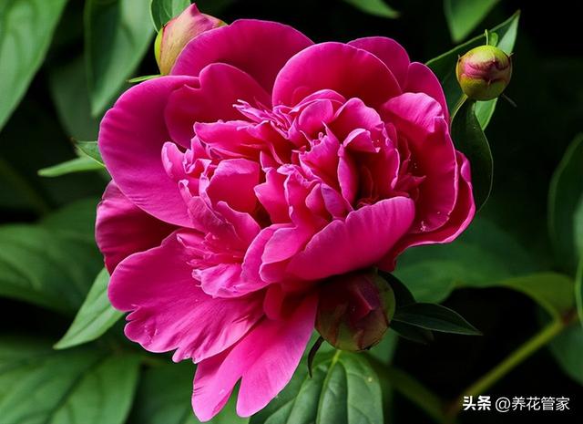 适合冬天养的室内植物，适合冬天室外养的植物有哪些（最适合院子的15种花）