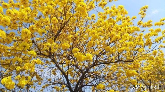 黄金风铃花的花语，黄金风铃花的诗句（你可知黄色风铃花的话语是什么吗）