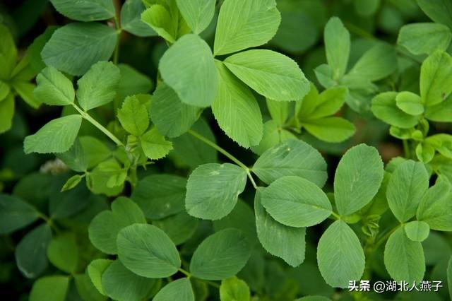 菜图片大全大图，饭店菜谱大全带图片（这43种时令野菜大量生长出来）