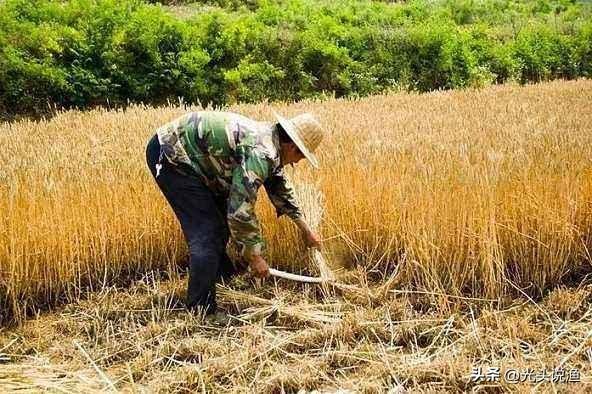 草木灰是什么肥料，草木灰是什么（农村人可能比专家更了解）