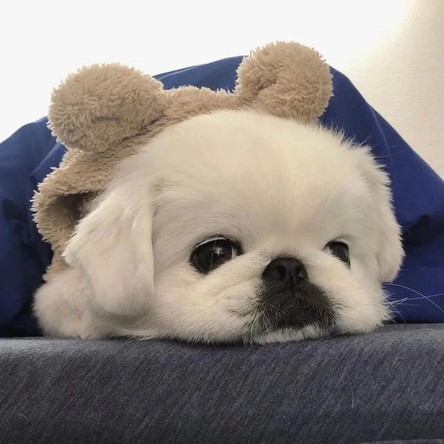 超甜的情侣头像，超级甜的情头微信（130张情侣、闺蜜头像）