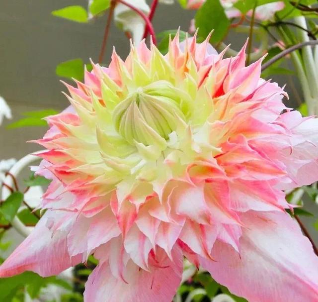 繁花似锦下一句是什么，一路繁花似锦下一句是什么（美醉你的心田）