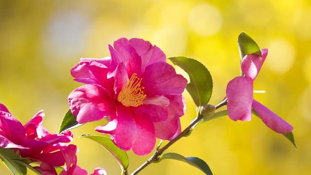 10月份是什么星座，10月份的是什么星座（奔向幸福的三大星座）
