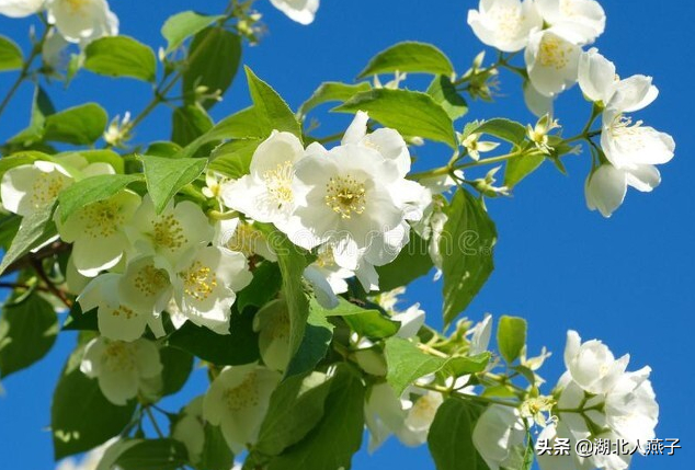 春天能吃的野菜大全，春天都有哪些野菜可以吃（送你63种野菜大图鉴）