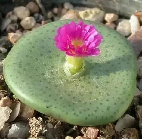 仙人掌开花图片，八种开花勤快的仙人掌植物（40多种罕见的仙人掌开花图）