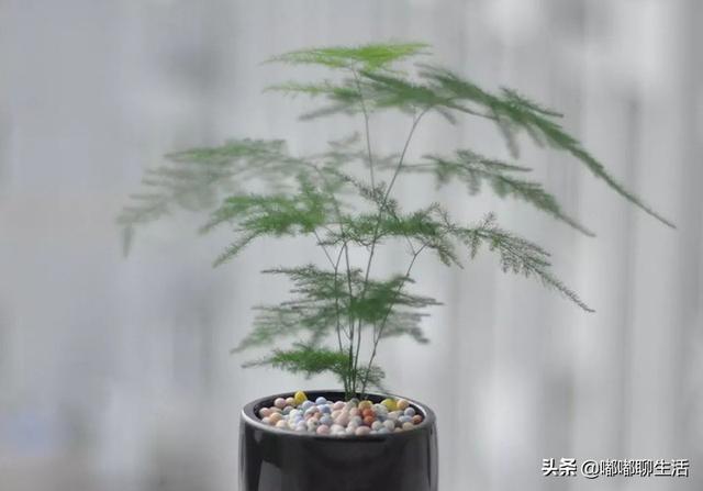 长寿花为什么致癌，长寿花为什么致癌(长寿花好处坏处) - 中国清洁门户（避开有毒绿植了这些室内无毒无害绿植可选）