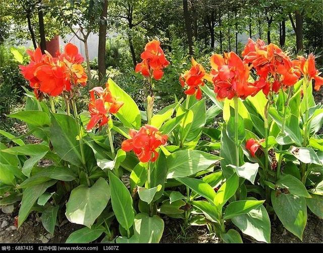 美人蕉花语，美人蕉花语图片（美人蕉——花开有时）