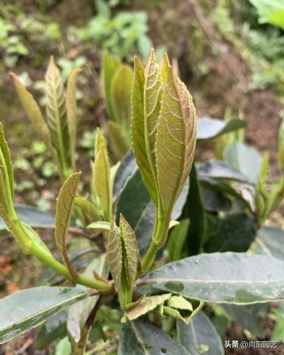 车厘子种植方法，盆栽车厘子种植技术（中国没有车厘子）