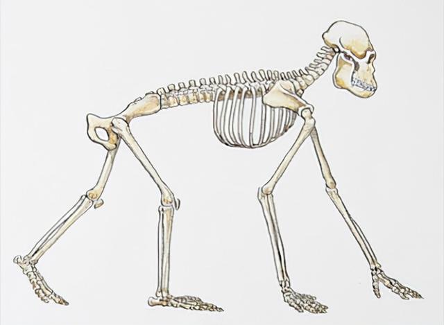 人为什么没有尾巴，为什么人没有尾巴（为什么人类的尾巴和体毛进化掉了）