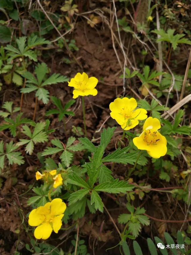那些四月里开出绚烂花儿的野生植物们，四月有什么花开花