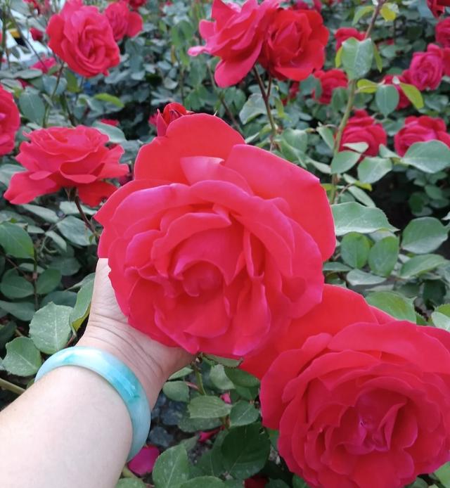 梦露和艾莎月季的区别，月季梦露百科（12种大花月季）