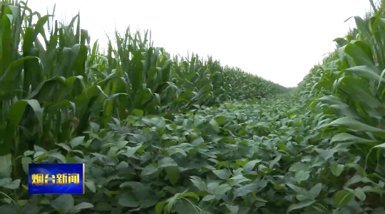 新型方法种植玉米，新型方法种植玉米种子（玉米大豆带状复合种植新技术助力“一田双收”）