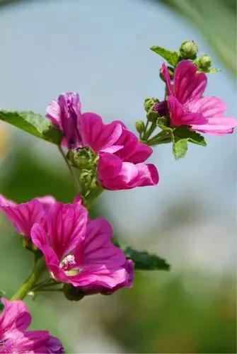 锦葵花寓意，锦葵花花语是什么（小巧精致的锦葵花）