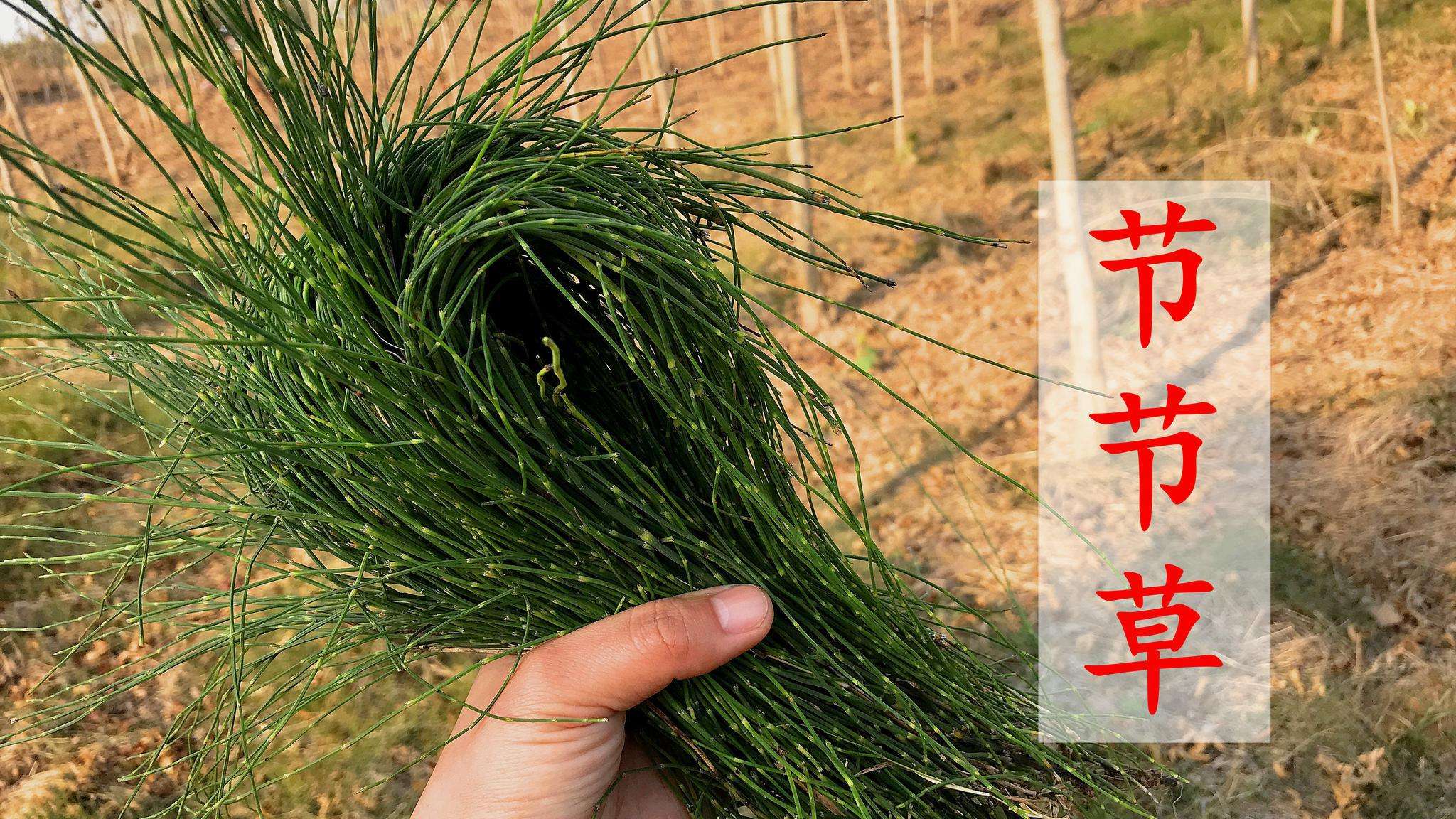 化痰青草草药图片 止咳化痰民间草药图片 - 珍缘易学