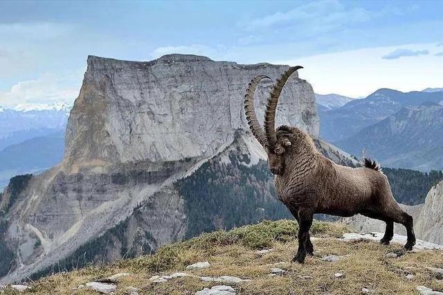 海母和水母区别，海母和水母图片大全（罕见的36张照片）