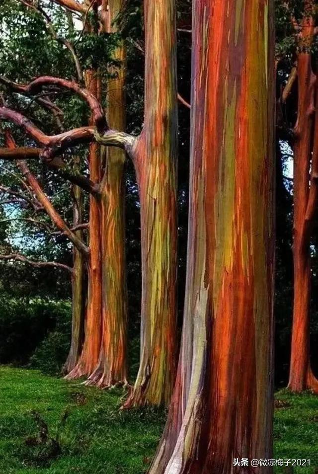 蓝桉青鹧网名，蓝桉青鹧微信昵称（蓝桉，我的温柔只给你一人）