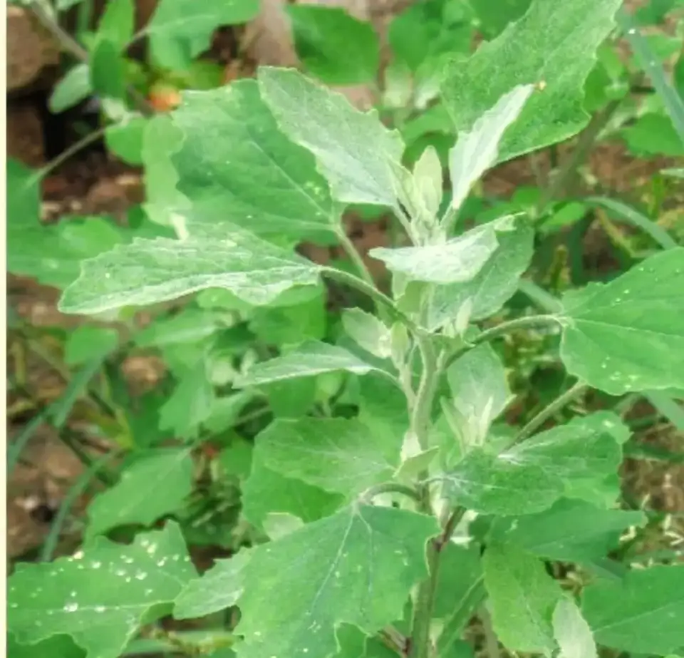 农村有一种野菜叫灰灰菜，你吃过吗？