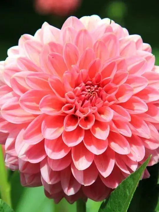 向日葵泰迪熊种子，夏天收获一片花海