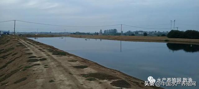 黄辣丁养殖成本与利润，在农村养殖黄腊丁（这个另类养殖模式）