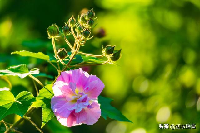 赞美花的句子，冬天赞美花的句子（晚秋春色木芙蓉古诗五首）