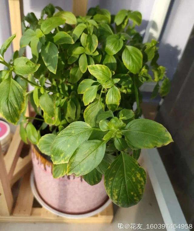 适合卧室养的花，卧室适合养什么花（卧室养4种花）