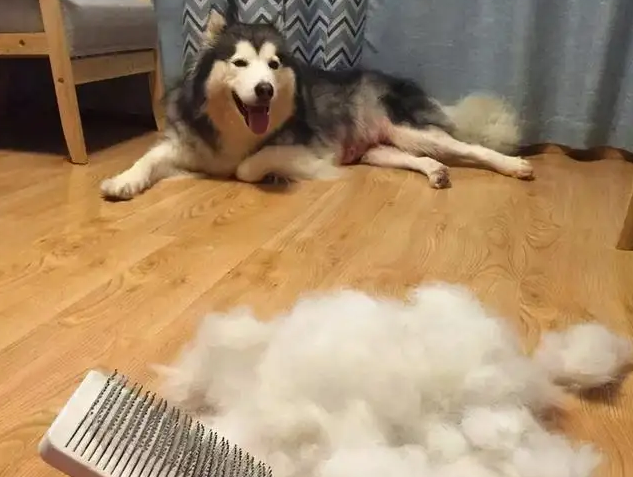 阿拉斯加雪橇犬性格，阿拉斯加雪橇犬性格特点有哪些（为什么“阿拉斯加犬”很少人养）