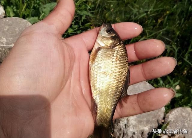 初学者钓鱼技巧，新手如何钓鱼，初学者钓鱼技巧（新手钓鱼，有哪些快速入门法）