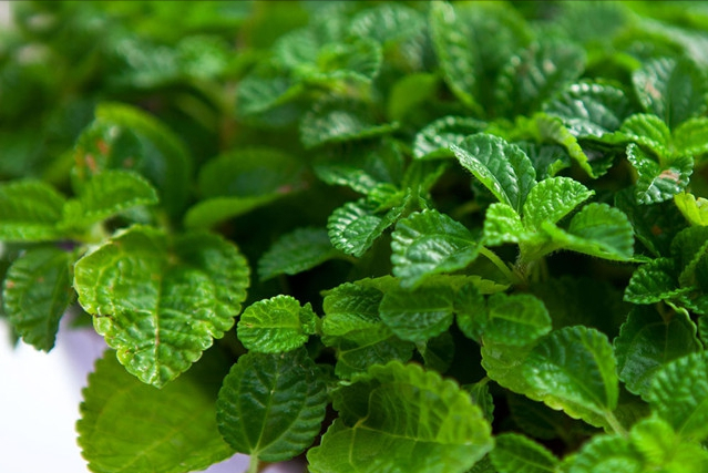一抹香植物图片的功效与作用，一抹香的作用和用途（5种“香香花”摆在卫生间）