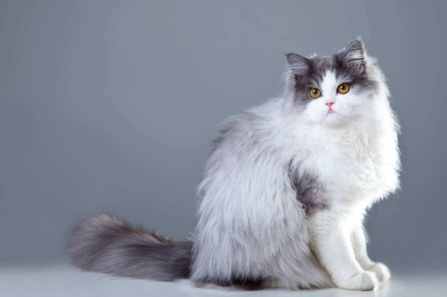 猫咪的品种有哪些，什么猫咪好看又好养