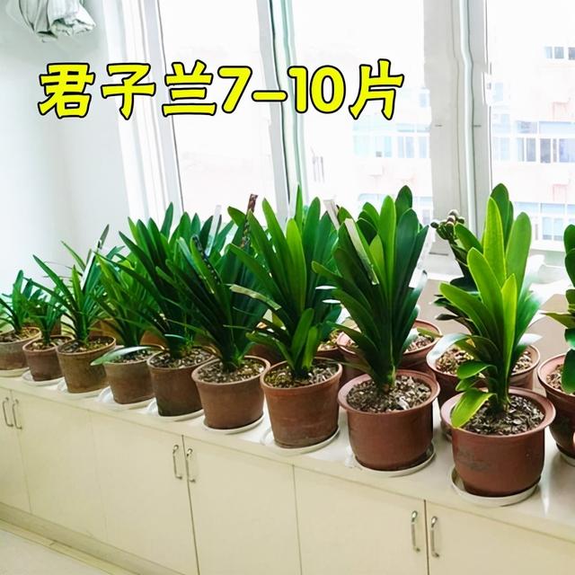 大花君子兰，君子兰开花条件（君子兰冬天要“富养”）