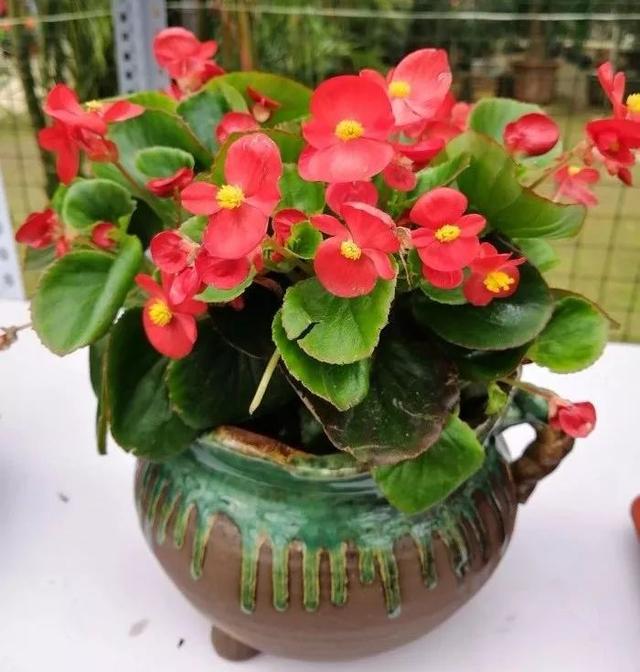 可以种在阳台的大型绿植，可以种在阳台的大型绿植品种（能养8种“大叶花”）