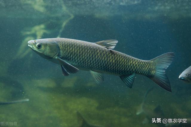 中国淡水鱼种类河水图片