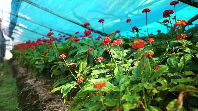 美国有哪五大农业带 美国五大农业带是什么，美国有哪五大农业带（中国农业的发展趋势）