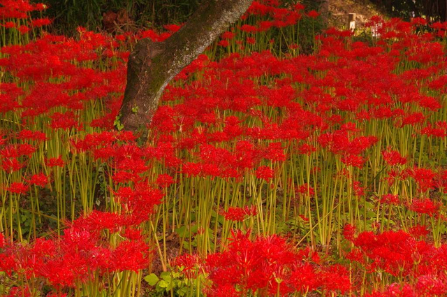 铃兰花有毒吗，铃兰花有毒吗 铃兰花适合放在室内养吗风铃花种植（8种“大毒花”）