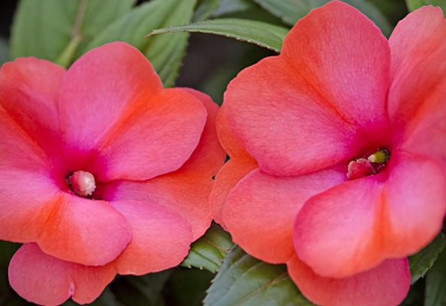 种子传播的方法，种子的传播方法（主要有这5种方式）