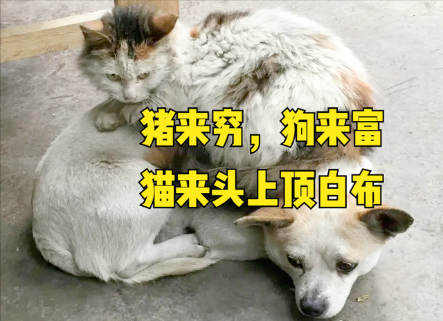 猫来穷狗来富是什么意思，人家说猫来穷狗来富是什么意思（猫来头上顶白布”）