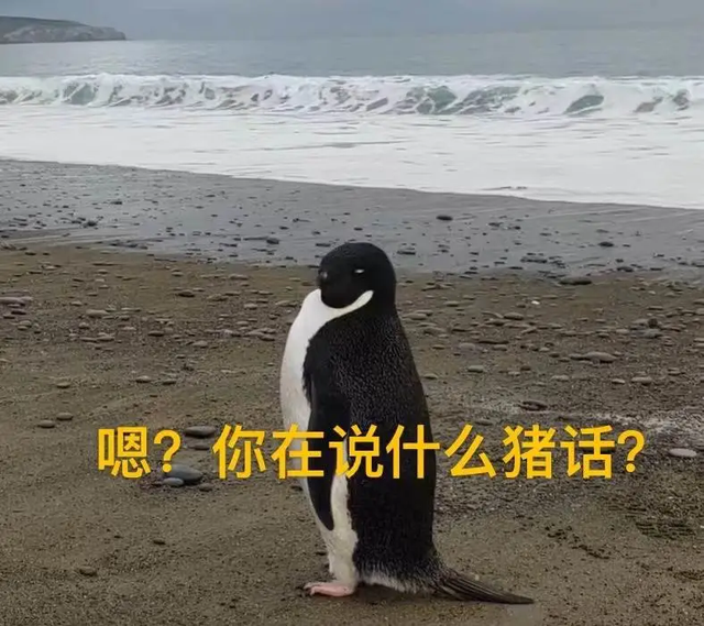 令人哭笑不得的南极企鹅，小企鹅迷路竟从南极游3000公里到新西兰