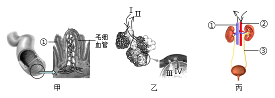 近心端和远心端示意图（中考生物一轮复习）