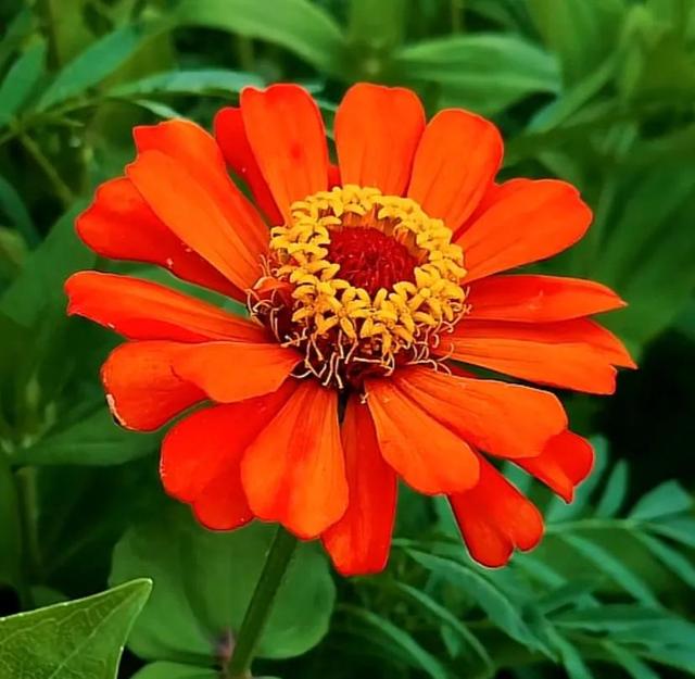 唯美花朵，唯美花朵图片（唯美清新的花朵图片）
