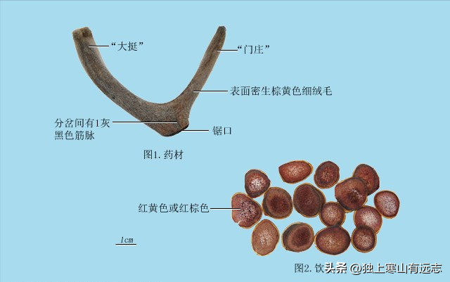 长而益精中益字的意思，鹿衔草和鹿茸同归肝、肾经