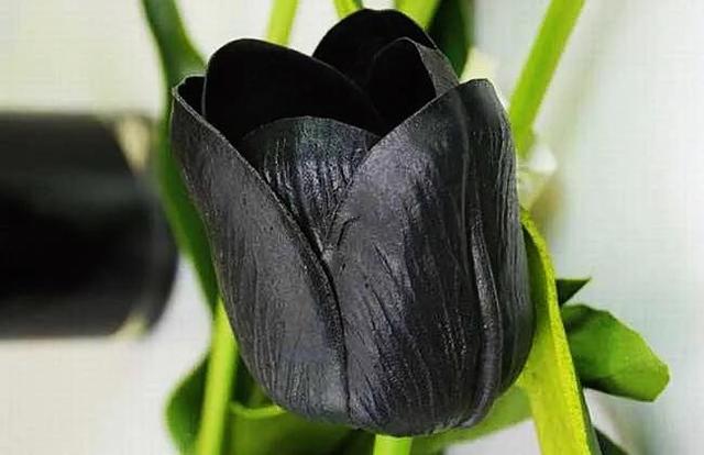 白色郁金香花语，郁金香的花语和传说（世界花后郁金香）