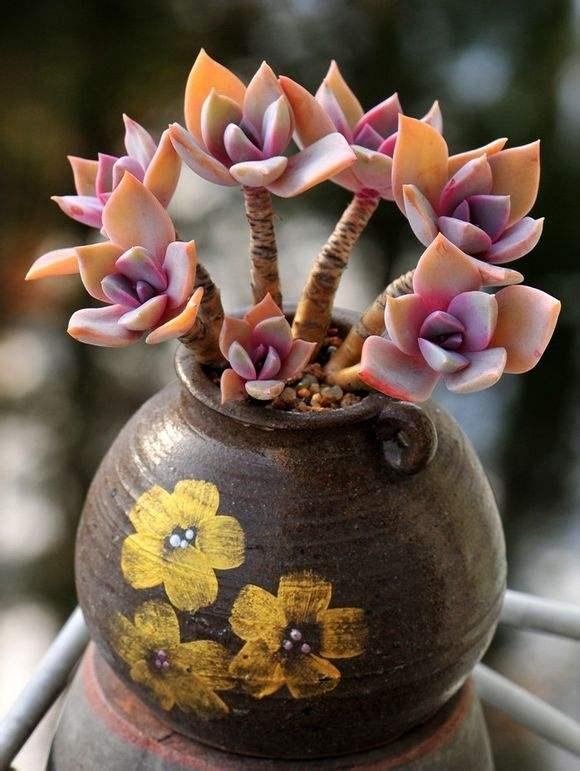 多肉要浇水吗，多肉多长时间浇一次水（养多肉浇水的6点“黄金法则”）