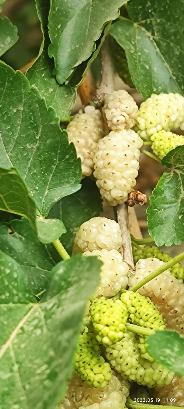 桑子的功效与作用，又到吃桑子的季节