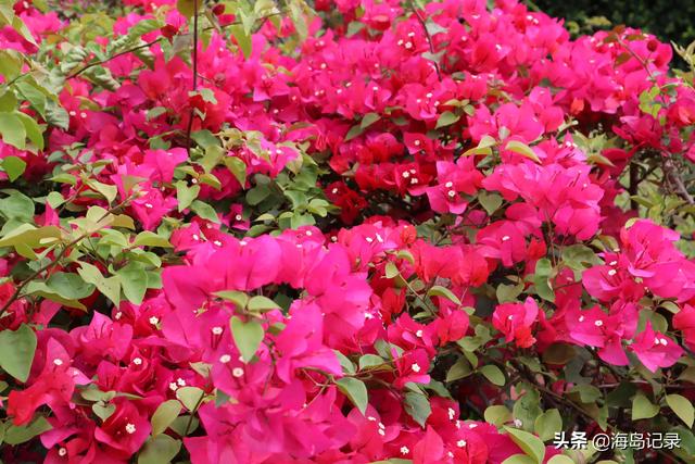 光叶子花的寓意，花语是热情、坚韧不拔、顽强奋进