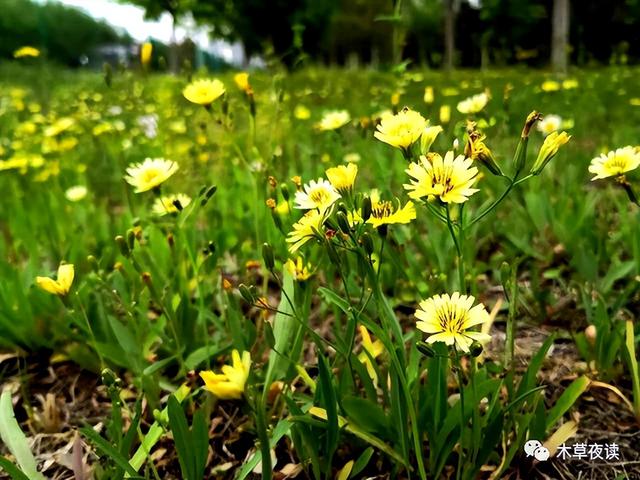 那些四月里开出绚烂花儿的野生植物们，四月有什么花开花