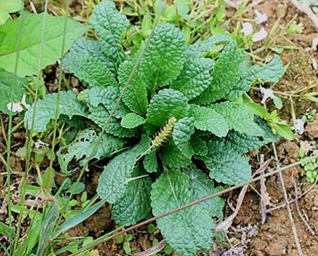 农村常见100种野菜名单及图片，可以食用的野菜有哪些名字