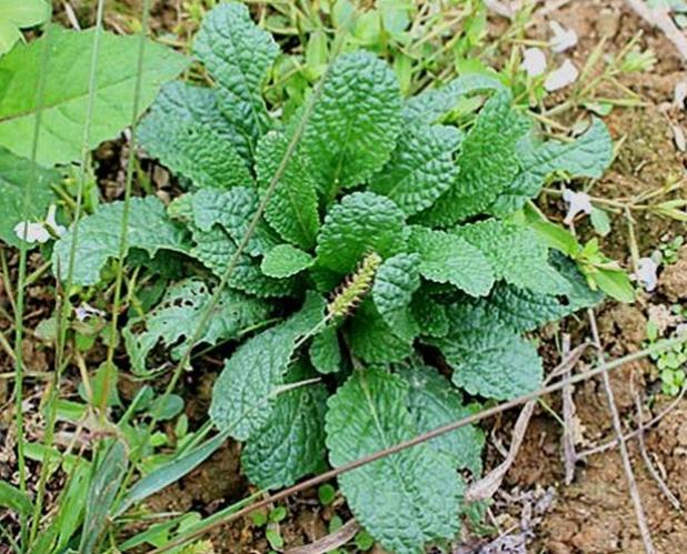 农村能吃的100种野菜图片,有哪些野菜可以吃 农村能吃的100种野菜图片,有哪些野菜可以吃